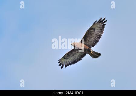 Common Buzzard (Buteo buteo) soaring over rough grassland looking for prey, Selkirkshire, Scottish Borders, Scotland, July 2007 Stock Photo