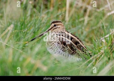 Common Snipe (Gallinago gallinago), Berwickshire, Scotland, March 2007 Stock Photo