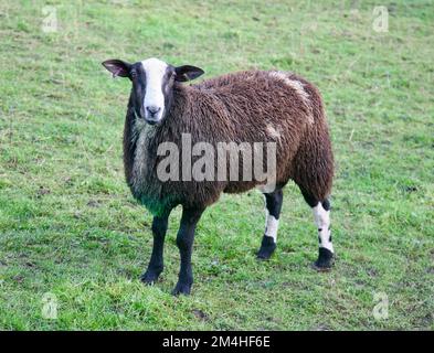 A solitary Zwartbles sheep in the meadow Stock Photo