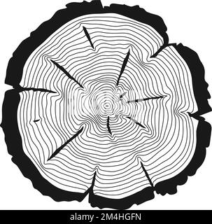 Trunk cut with concentric tree rings. Linear wood texture Stock Vector