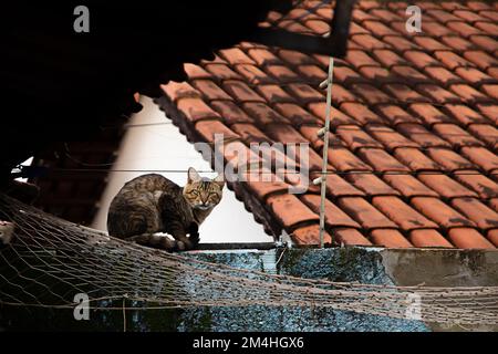 Goiania, Goiás, Brazil – December 20, 2022:  A tabby cat sitting on a concrete wall, looking directly at the camera. Stock Photo