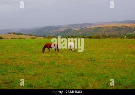 Two horses grazing on green field against vast landscape Stock Photo