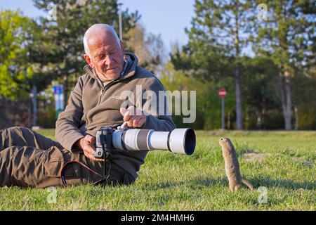 Elderly nature photographer taking picture of European ground squirrel / souslik (Spermophilus citellus) on lawn in spring, Burgenland, Austria Stock Photo