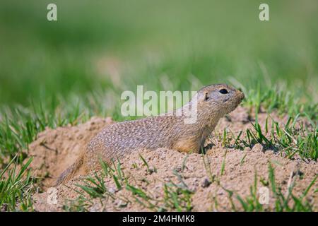 European ground squirrel / European souslik (Spermophilus citellus) leaving entrance of burrow in meadow / field in spring, Burgenland, Austria Stock Photo