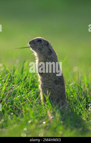 European ground squirrel / European souslik (Spermophilus citellus) standing upright and eating blade of grass in meadow / field in spring, Austria Stock Photo