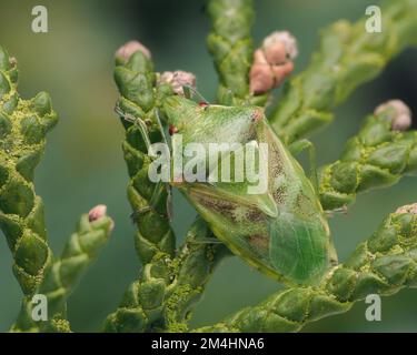 Teneral Juniper Shieldbug (Cyphostethus tristriatus) resting on cypress ...