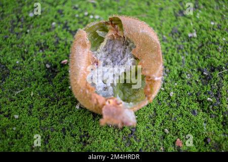 rotten kiwi on the ground in my backyard Stock Photo