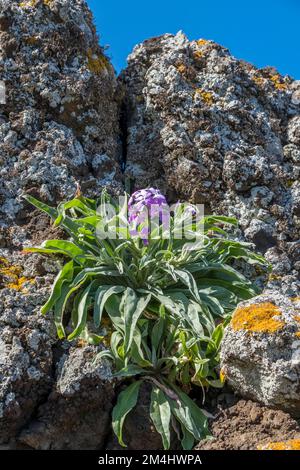 Madeira levkoje (Matthiola maderensis) grows on rocks, Madeira, Portugal Stock Photo