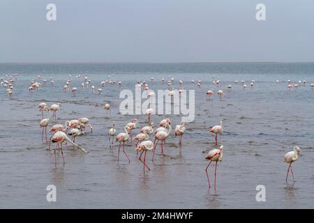 Greater flamingos (Phoenicopterus roseus) standing in shallow water, Walvis Bay, Erongo District, Namibia Stock Photo