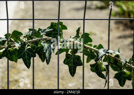 Branch of wild shrubs twisted around a metal grate. Close-up. Selective focus. Stock Photo