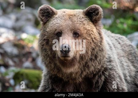 European brown bear (Ursus arctos arctos), portrait, Notranjska Region, Slovenia Stock Photo
