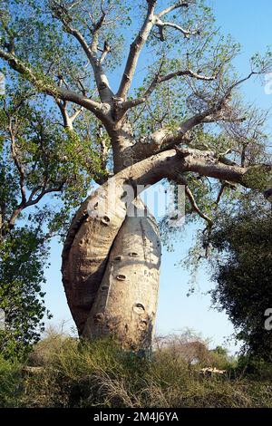 Embraced baobabs near Morondava, Madagascar Stock Photo
