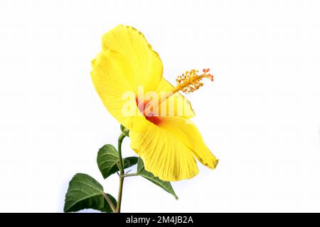 Hawaiian hibiscus. The yellow hibiscus is Hawaii's state flower. Isolated on white background Stock Photo