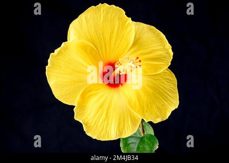 Hawaiian hibiscus. The yellow hibiscus is Hawaii's state flower. Isolated on black background Stock Photo