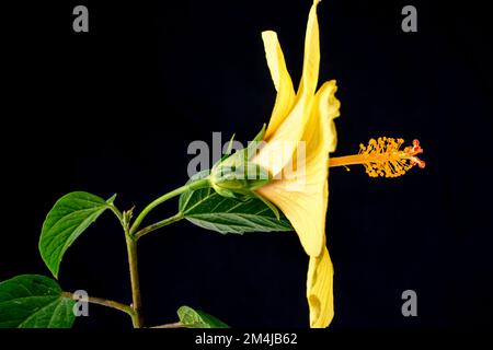 Hawaiian hibiscus. The yellow hibiscus is Hawaii's state flower. Isolated on black background Stock Photo