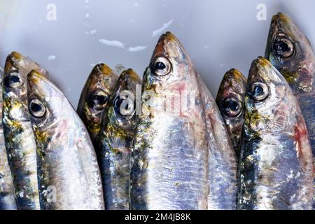 European pilchard, Sardina pilchardus, is a species of ray-finned fish in the monotypic genus Sardina. The young of the species are among the many fis Stock Photo