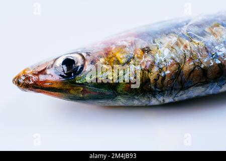 European pilchard, Sardina pilchardus, is a species of ray-finned fish in the monotypic genus Sardina. The young of the species are among the many fis Stock Photo