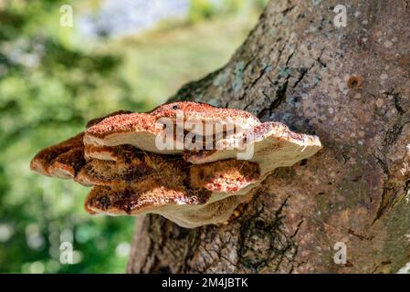 Inonotus hispidus, commonly known as shaggy bracket, is a fungus and a plant pathogen. Stock Photo