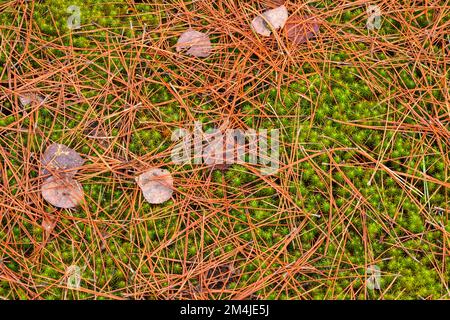 Pine needles, moss, Greater Sudbury, Ontario, Canada Stock Photo