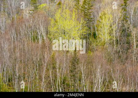 Early spring foliage appearing in a lone aspen tree, Greater Sudbury, Ontario, Canada Stock Photo