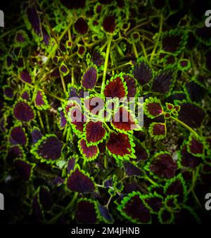 coleus plant in the garden Stock Photo