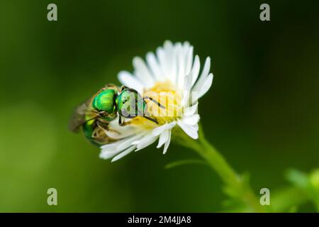 Pure Green Sweat Bee on a flower, Augochlora Pura Stock Photo