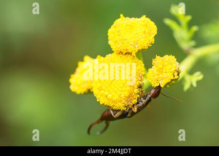 European Earwig (Forficula Auricularia) feeding on tansy plant (Tanacetum Vulgare) Stock Photo