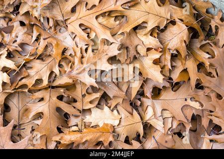 Falling brown Northern Red Oak leaves on ground, Quercus Rubra Stock Photo
