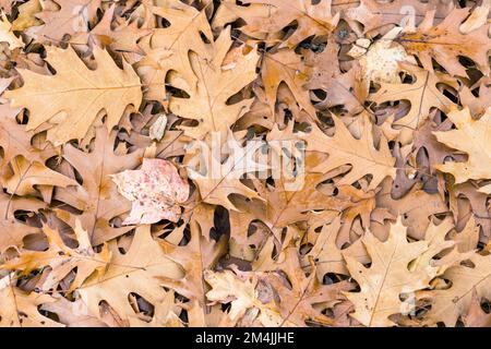 Falling brown Northern Red Oak leaves on ground, Quercus Rubra Stock Photo