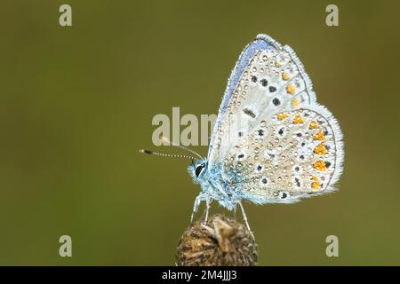 Dew covered adult male Common Blue butterfly, Polyommatus Icarus Stock Photo