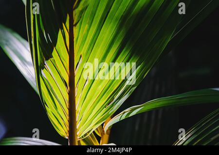 Close-up of tropic leaf with partial sunlight on it. Tropic green forest, natural background Stock Photo