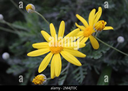 Euryops pectinatus, the grey-leaved euryops, is a species of flowering plant in the family Asteraceae, endemic to rocky. Stock Photo