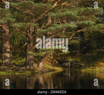 Green pine-tree reflected in the water. Ireland forest Stock Photo