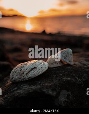 Two mussel shells resting on a rock in South Queensferry, Edinburgh ...
