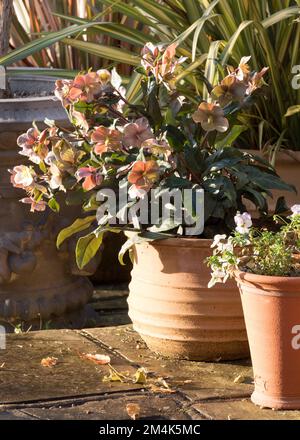 Pink hellebore flowers in a terracotta pot, growing at RHS Wisley garden in Surrey, UK. Photographed on a cold, sunny winter's day. Stock Photo