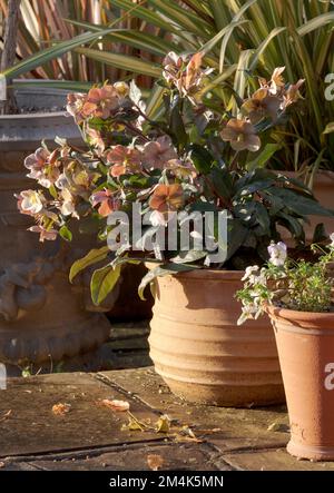 Pink hellebore flowers in a terracotta pot, growing at RHS Wisley garden in Surrey, UK. Photographed on a cold, sunny winter's day. Stock Photo