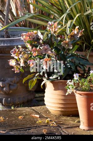 Pink hellebore flowers in a terracotta pot, growing at RHS Wisley garden in Surrey, UK. Photographed on a cold, sunny winter's day. Stock Photo