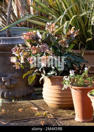 Pink hellebore flowers in a terracotta pot, growing at RHS Wisley garden in Surrey, UK. Photographed on a cold, sunny winter's day. Stock Photo