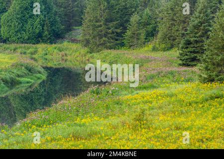 Late summer flowers, the banks of Junction Creek, Greater Sudbury, Ontario, Canada Stock Photo