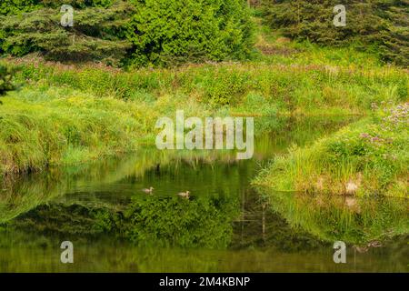 Late summer flowers, the banks of Junction Creek, Greater Sudbury, Ontario, Canada Stock Photo