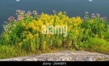 Late summer flowers, the banks of Junction Creek, Greater Sudbury, Ontario, Canada Stock Photo