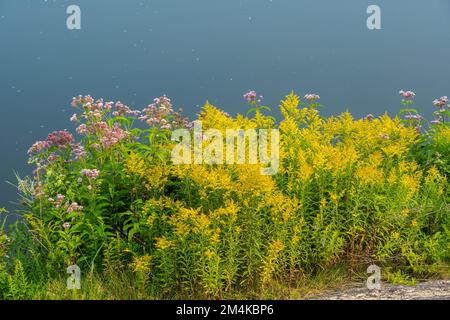 Late summer flowers, the banks of Junction Creek, Greater Sudbury, Ontario, Canada Stock Photo