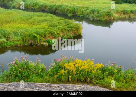 Late summer flowers, the banks of Junction Creek, Greater Sudbury, Ontario, Canada Stock Photo