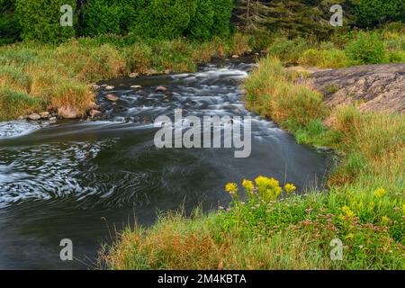 Late summer flowers, the banks of Junction Creek, Greater Sudbury, Ontario, Canada Stock Photo
