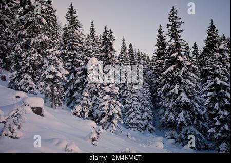 Beautiful coniferous forest in wintertime, Austria Stock Photo