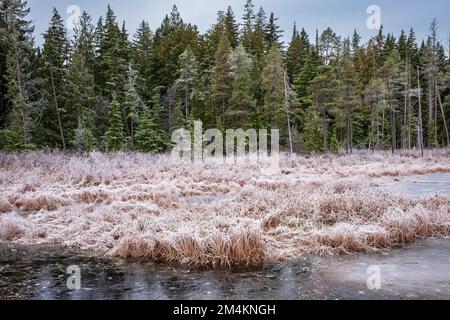 Winter landscape. Forest and frozen lake on a misty winter morning. Cold winters morning on a forest lake. Frosty calm landscape. Natural tranquil atm Stock Photo