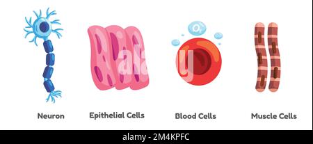 Human somatic cell neurons epithelial blood and muscle illustration graphic Stock Vector