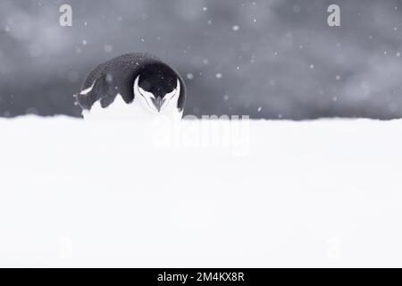 A cute chinstrap penguin sleeping on the snow. Antarctica. Stock Photo