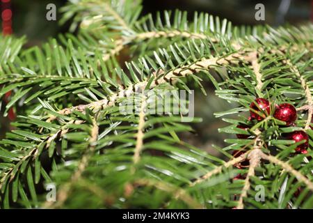 Christmas decorations found in a natural tree, offering colour and a special visual impact Stock Photo