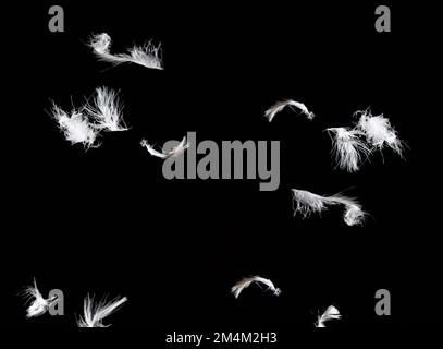 overlay with graphic pattern of white goose feathers isolated on black background, simulating a broken pillow. Stock Photo